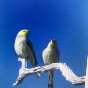 Meet your Posher, Bella